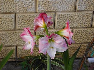 Lily Flower
