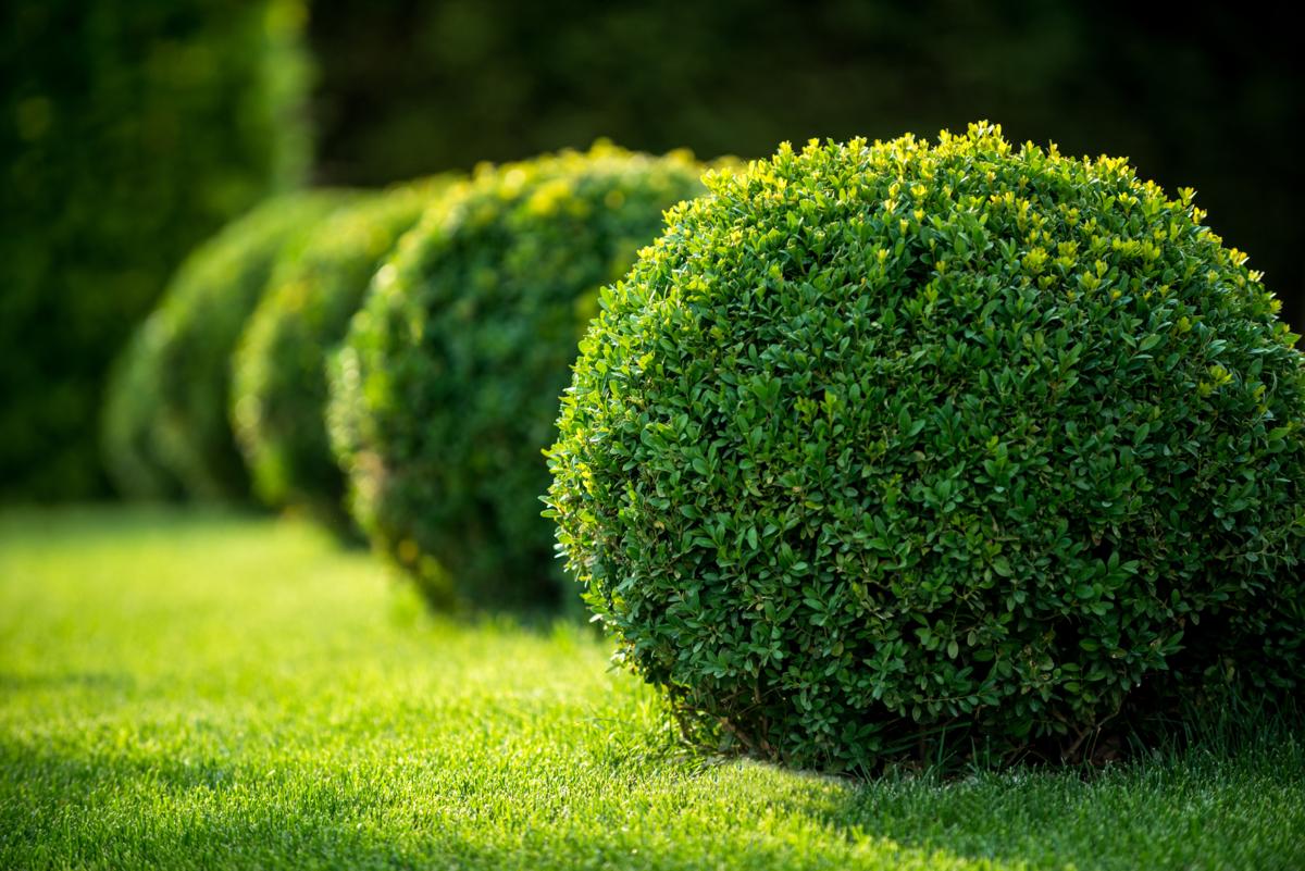 Best Hedges to Plant - Boxwood