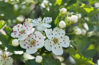 Hawthorn Flowers Close Up