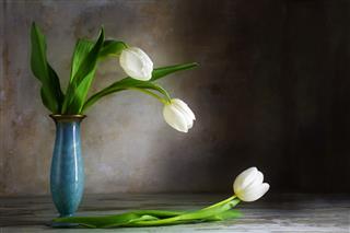 White Tulips And A Blue Vase