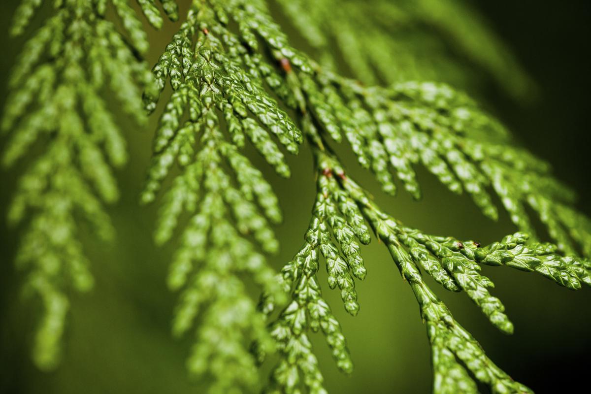 Cedar Tree, Leaf