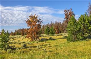 red pine trees