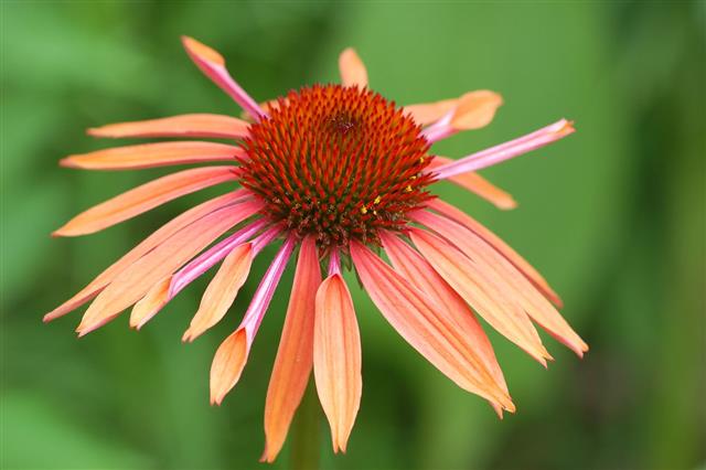 Flower Echinacea