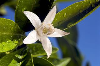 Orange Blossom Macro