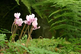 Shady Cyclamen