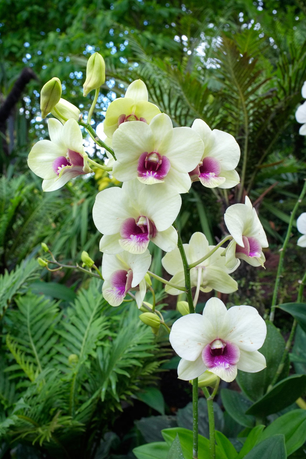Pale Yellow And Purple Orchids