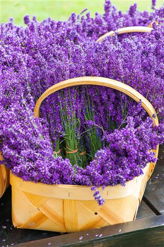 Blossoming Lavender Flowers