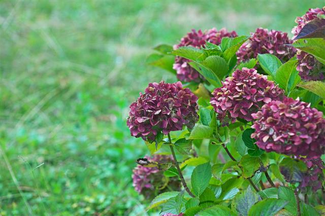 Flower Of Hydrangea