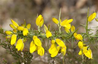Gorse