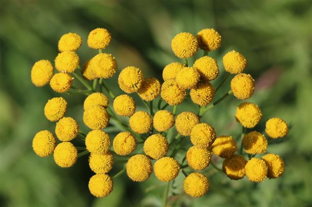 Fluffy Yellow Round Flowers