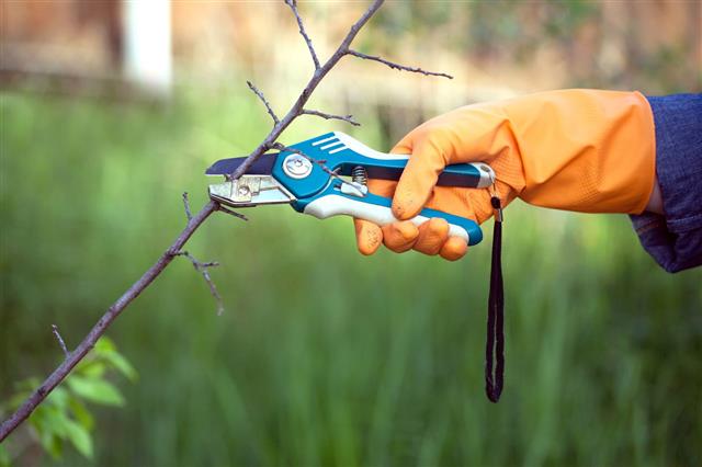 Garden Tool In Action