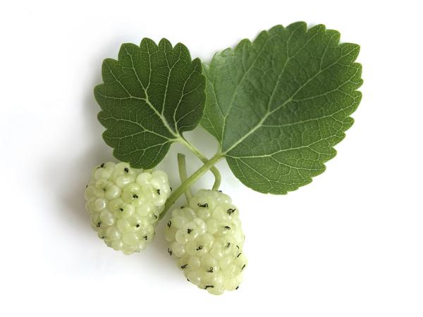 White Mulberry