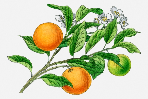 calamondin fruits and flowers