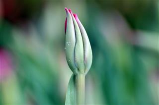Tulips In Spring