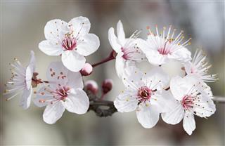 Almond Blossom