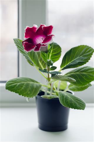 Gloxinia In Pot