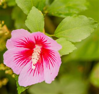 Pink Rose Of Sharon Flower