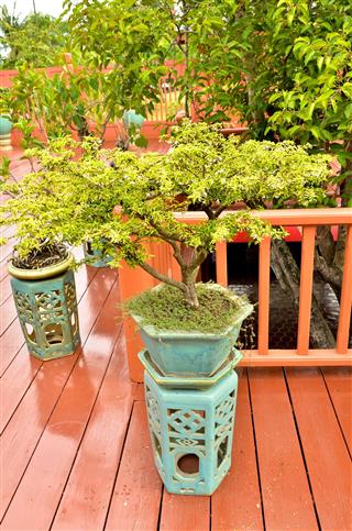 Bonsai Pine Tree
