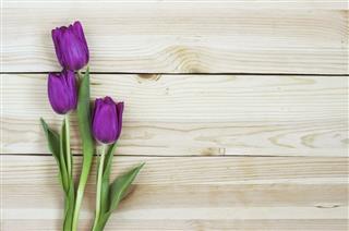 Lilac Tulips