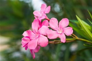 Pink Flower