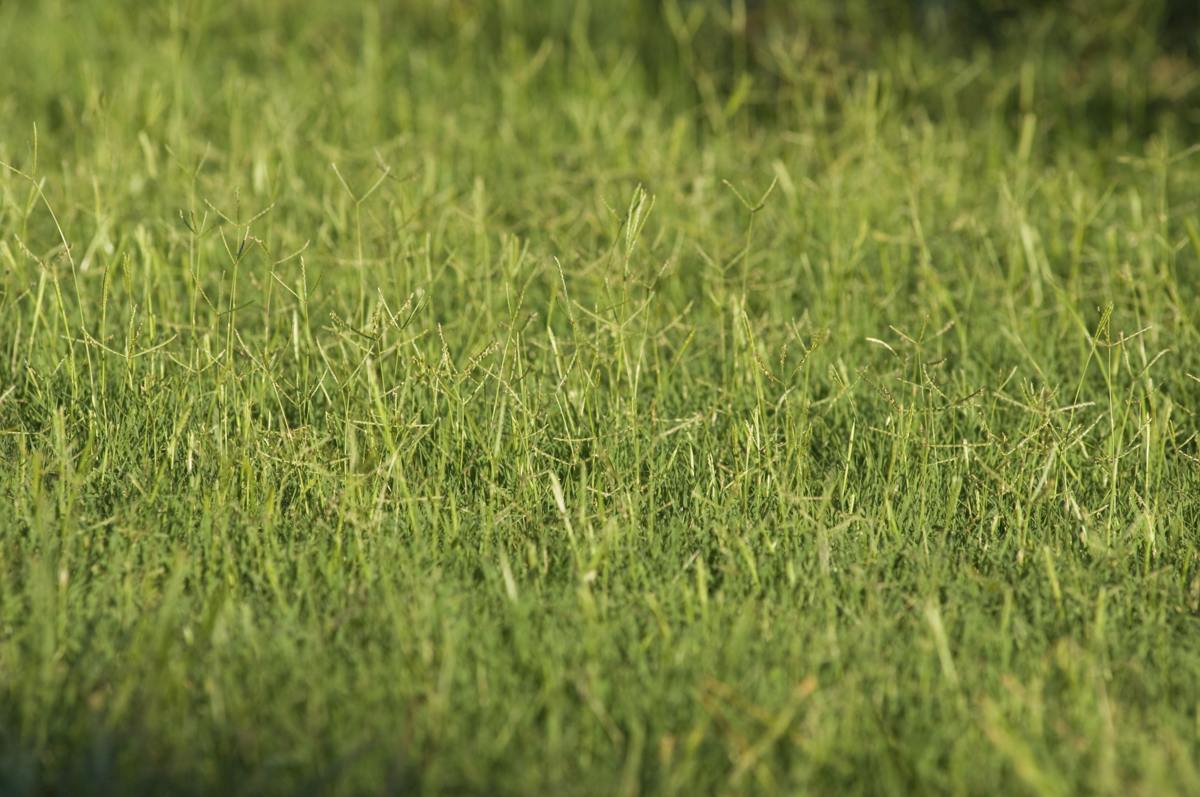 Bermuda grass