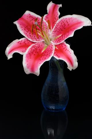 Stargazer Lily
