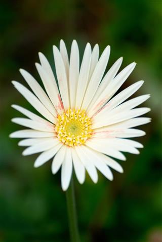 White Aster