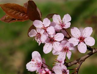Crab apple tree with pink flowers at spring