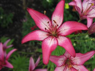 Pink Lily