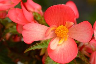 Begonia Flower Head