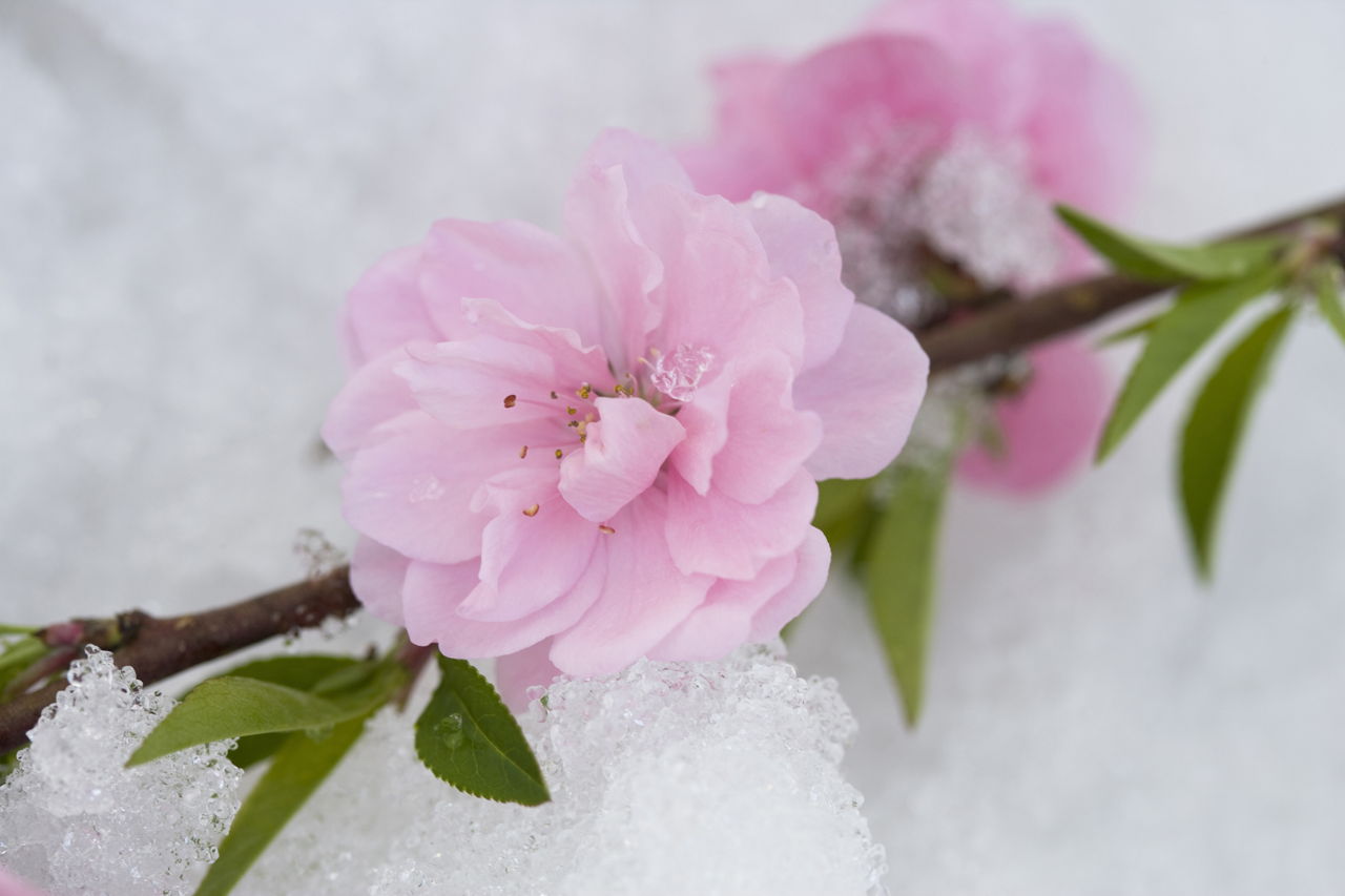 Camellia