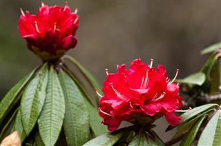 Rhododendron Flower