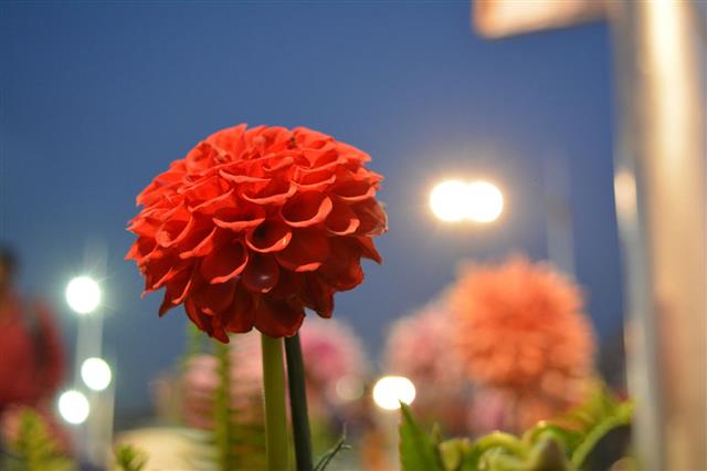 Ball Dahlia Flower