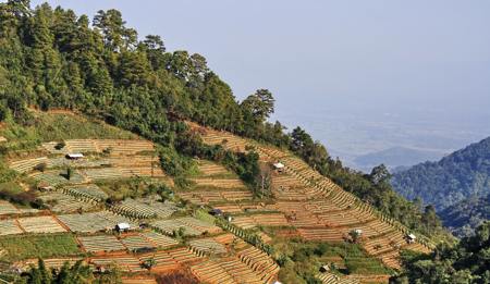 Slash and burn cultivation