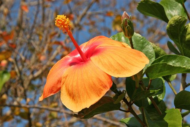 Orange Hibiscus Flower