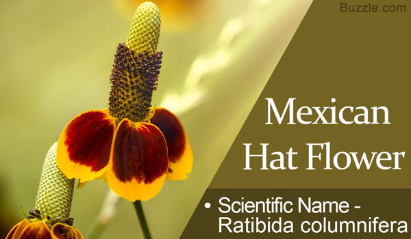 Mexican Hat flower Scientific Name Ratibida columnfera