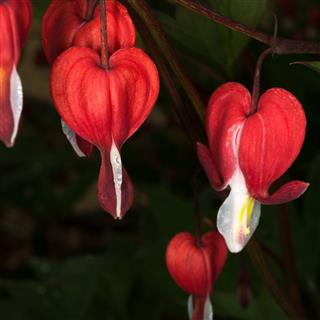 Blooming Bleeding Hearts Flowers