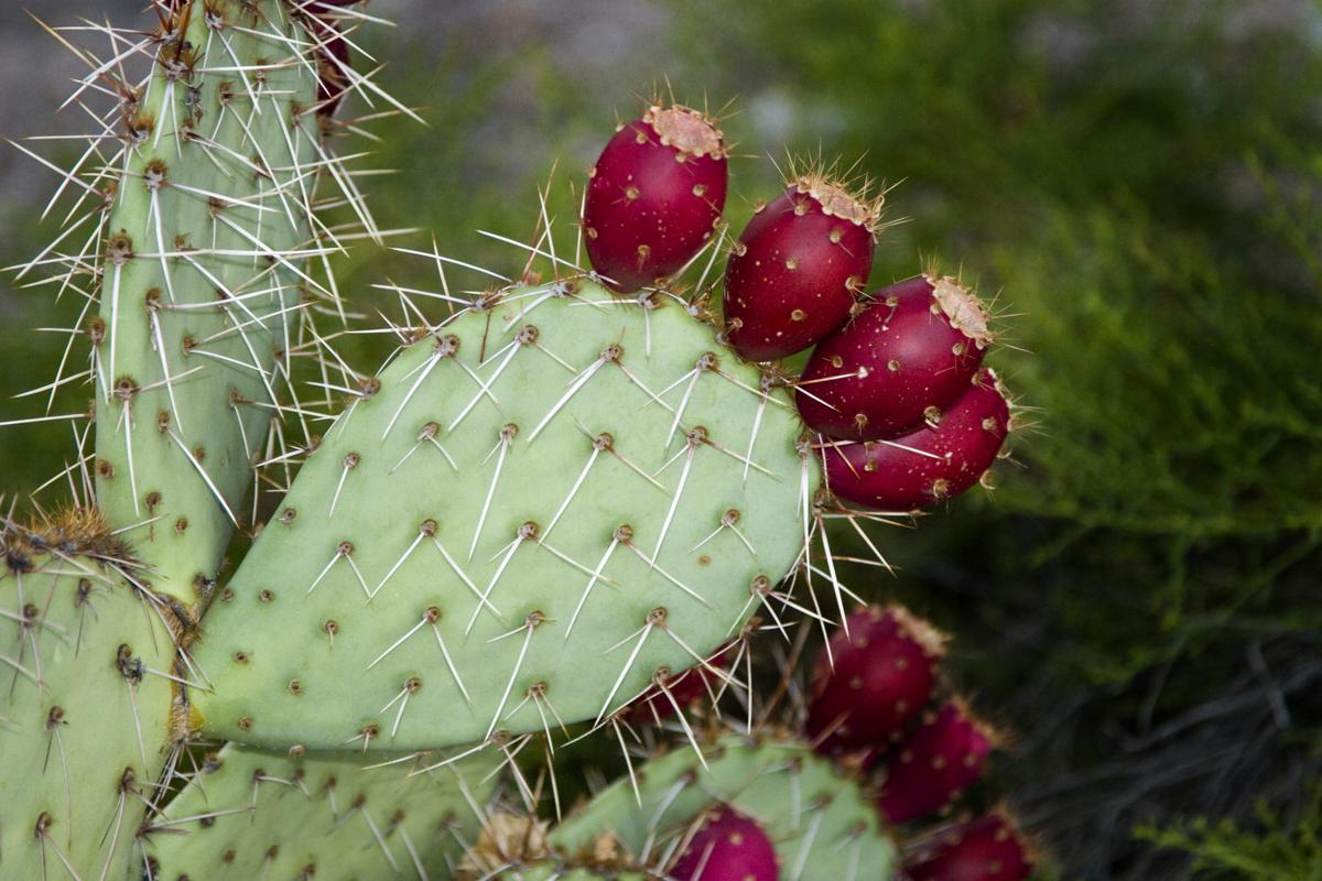 Prickly Pear Fruit