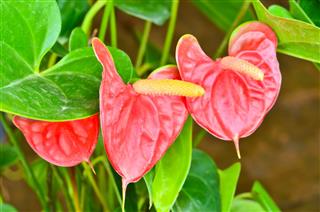 Red Anthurium Andreanum