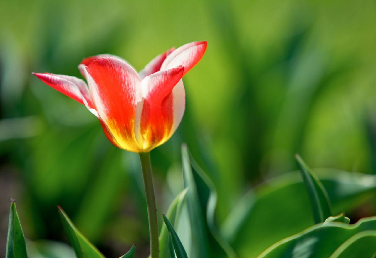 Single Tulip