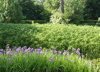 Iris And Bamboo