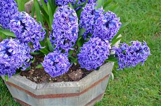 Purple hyacinth flowers