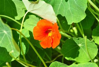 Garden Nasturtium