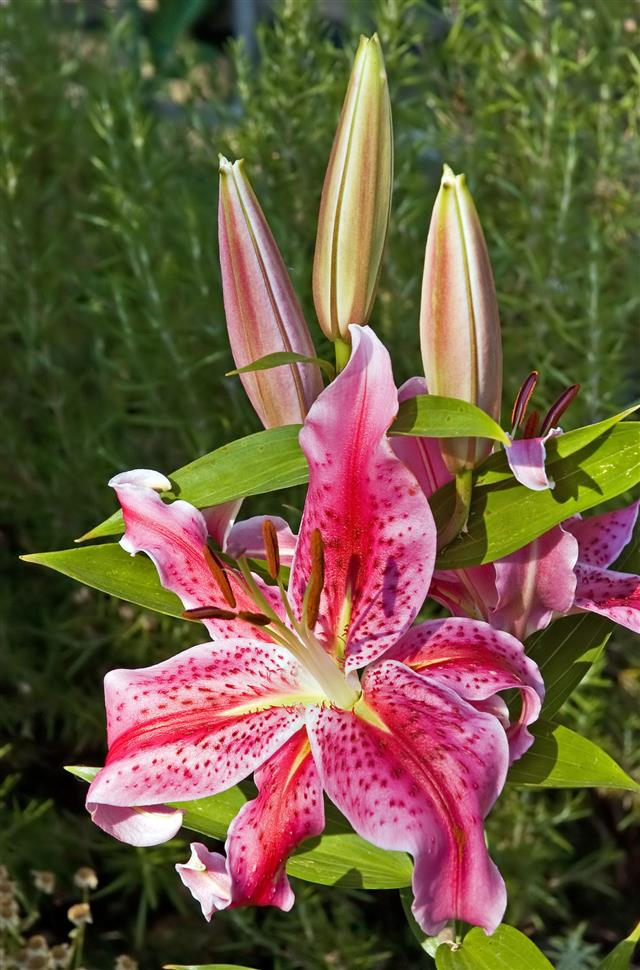 Stargazer Lily