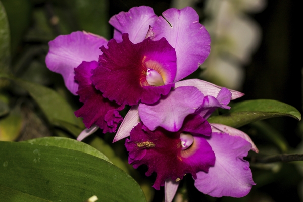Orchid Cattleya