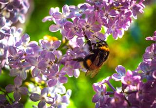 Bumblebee pollinating a flower lilac