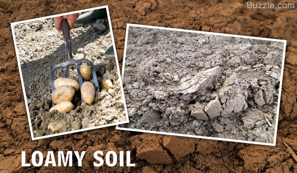 Loamy Soil