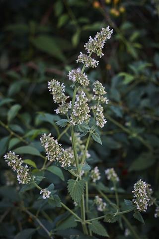 Lemon Balm