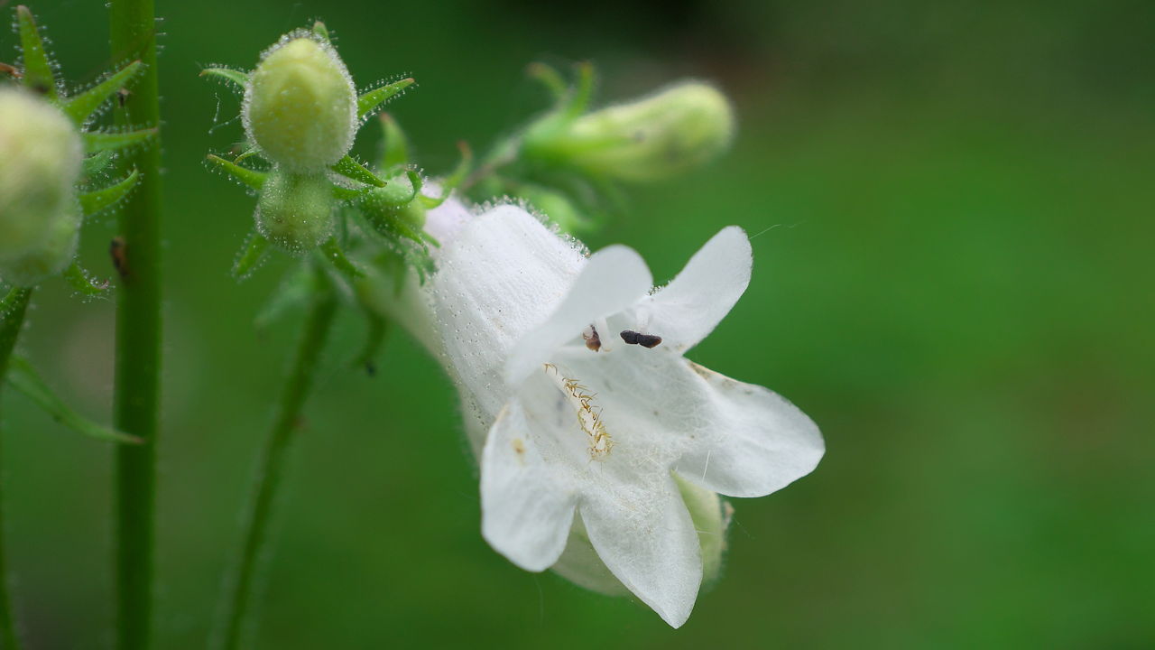 Penstemon Flower