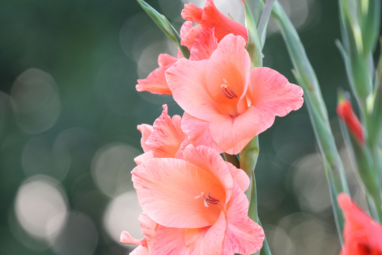 Gladioluses